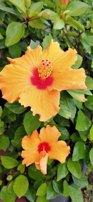 달맛햇복숭아농원님의 자유주제 · 사진전 작성글 사진