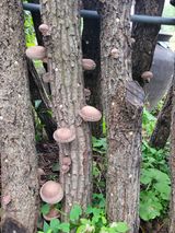 팜모닝 버섯·수확 게시글 이미지