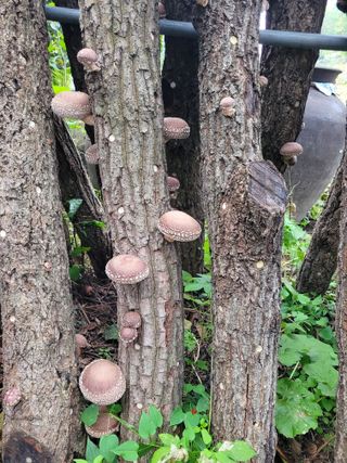 이기석님의 버섯 · 수확 작성글 사진