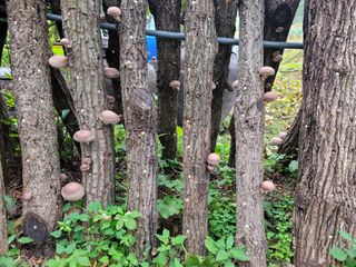 이기석님의 버섯 · 수확 작성글 사진