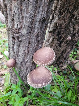 이기석님의 버섯 · 수확 작성글 사진