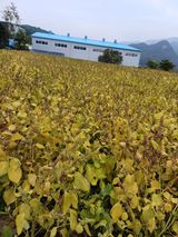 팜모닝 들깨·자유게시판 게시글 이미지