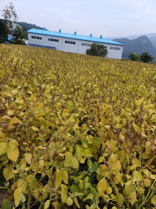 박영선님의 들깨 · 자유게시판 작성글 사진