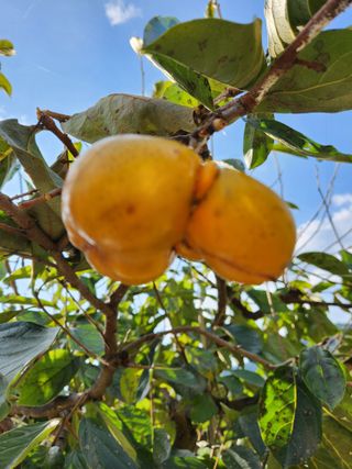 kis님의 자유주제 · 자유게시판 작성글 사진