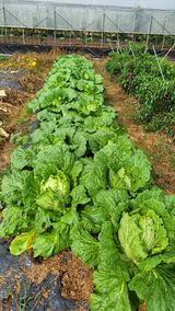 팜모닝 배추·영농일지 게시글 이미지