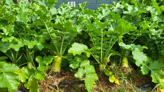 이종선님의 배추 · 영농일지 작성글 사진