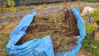 이종선님의 들깨 · 영농일지 작성글 사진