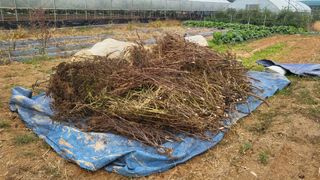 이종선님의 들깨 · 영농일지 작성글 사진