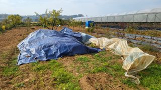 이종선님의 들깨 · 영농일지 작성글 사진