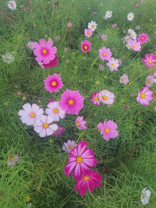 엘림농장님의 자유주제 · 사진전 작성글 사진