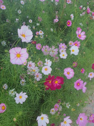 엘림농장님의 자유주제 · 사진전 작성글 사진