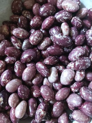 청계닭님의 배추 · 영농일지 작성글 사진