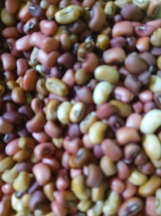 청계닭님의 배추 · 영농일지 작성글 사진