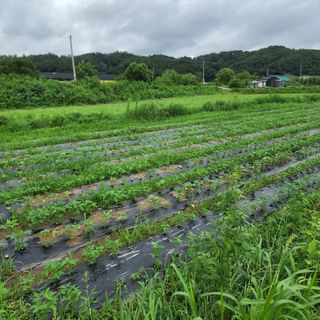 차칸 형님의 기타작물 · 병해충상담 작성글 사진