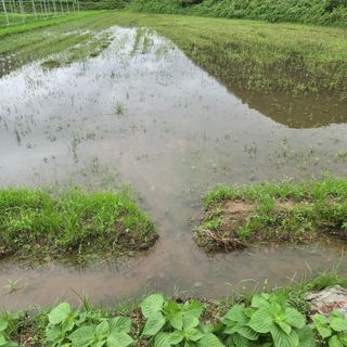 차칸 형님의 기타작물 · 병해충상담 작성글 사진
