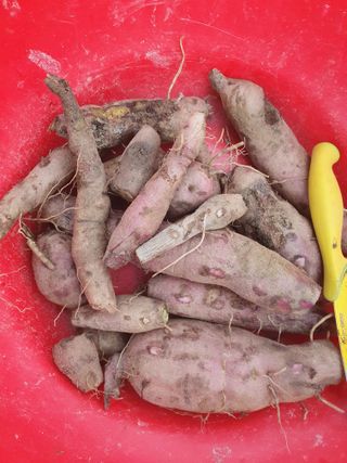 남 샘결 개둥맘님의 가을 농장 자랑해주세요🧑‍🌾·참여글 작성글 사진