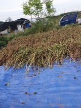 팜모닝 들깨·자유게시판 게시글 이미지