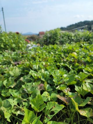 황창옥님의 가을 농장 자랑해주세요🧑‍🌾 · 참여글 작성글 사진
