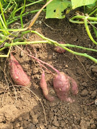 황창옥님의 가을 농장 자랑해주세요🧑‍🌾 · 참여글 작성글 사진