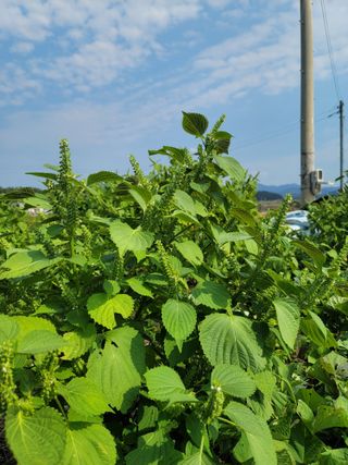 황창옥님의 가을 농장 자랑해주세요🧑‍🌾 · 참여글 작성글 사진