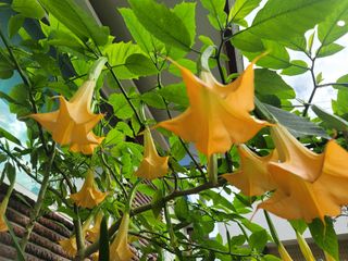 황창옥님의 가을 농장 자랑해주세요🧑‍🌾 · 참여글 작성글 사진