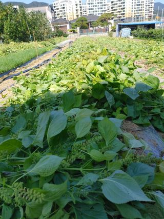 이근우님의 가을 농장 자랑해주세요🧑‍🌾 · 참여글 작성글 사진