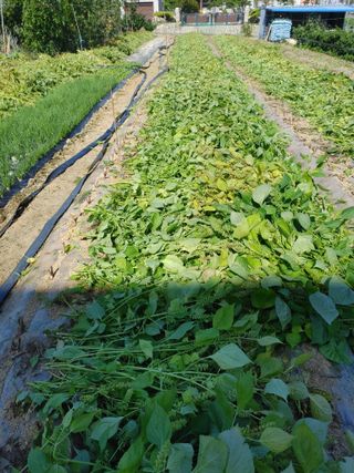 이근우님의 가을 농장 자랑해주세요🧑‍🌾 · 참여글 작성글 사진