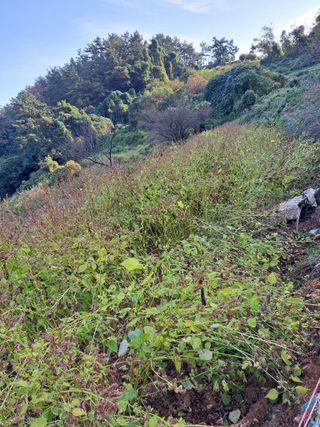 정자형님의 들깨 · 병해충상담 작성글 사진