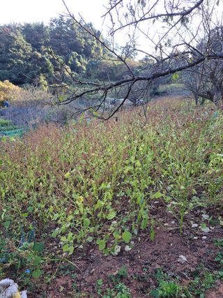 정자형님의 들깨 · 병해충상담 작성글 사진