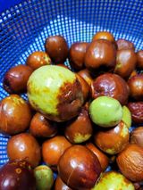 팜모닝 기타작물·병해충상담 게시글 이미지