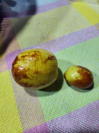 정자형님의 기타작물 · 병해충상담 작성글 사진