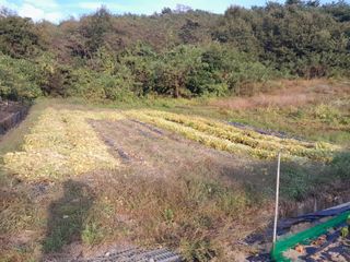 강 찬규님의 가을 농장 자랑해주세요🧑‍🌾 · 참여글 작성글 사진