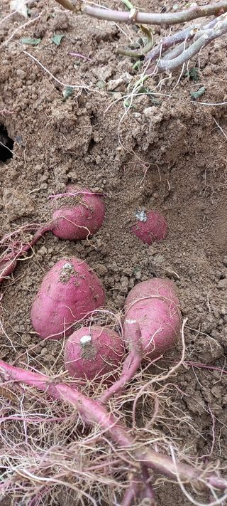 강성분님의 가을 농장 자랑해주세요🧑‍🌾 · 참여글 작성글 사진