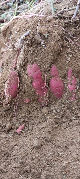 강성분님의 가을 농장 자랑해주세요🧑‍🌾 · 참여글 작성글 사진