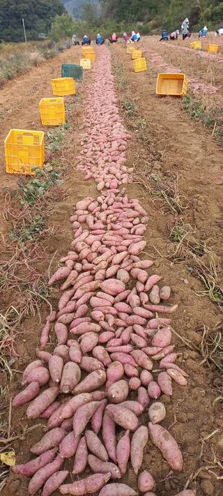 강성분님의 가을 농장 자랑해주세요🧑‍🌾 · 참여글 작성글 사진