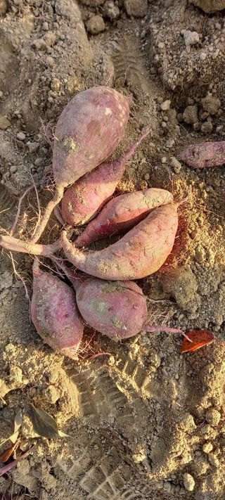 강성분님의 가을 농장 자랑해주세요🧑‍🌾 · 참여글 작성글 사진