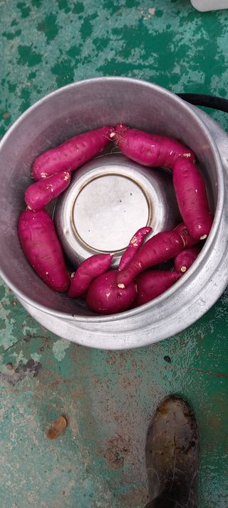 강성분님의 가을 농장 자랑해주세요🧑‍🌾 · 참여글 작성글 사진