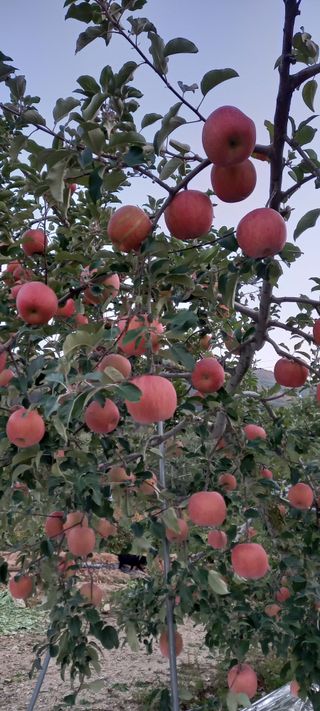 강성분님의 가을 농장 자랑해주세요🧑‍🌾 · 참여글 작성글 사진
