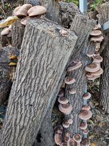 팜모닝 가을 농장 자랑해주세요🧑‍🌾·참여글 게시글 이미지