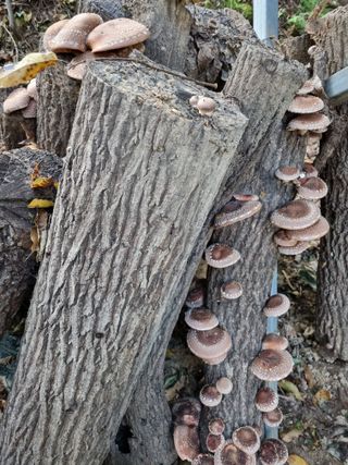 강희태님의 가을 농장 자랑해주세요🧑‍🌾 · 참여글 작성글 사진