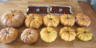 아림농장 대저2동 님의 가을 농장 자랑해주세요🧑‍🌾 · 참여글 작성글 사진