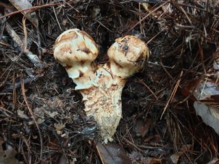 홍박농원님의 자유주제 · 자유게시판 작성글 사진