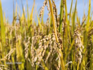 이훈정(시몬)님의 기타작물 · 영농일지 작성글 사진