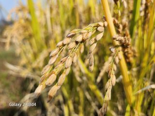 이훈정(시몬)님의 기타작물 · 영농일지 작성글 사진