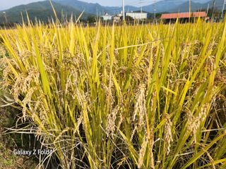 이훈정(시몬)님의 기타작물 · 영농일지 작성글 사진