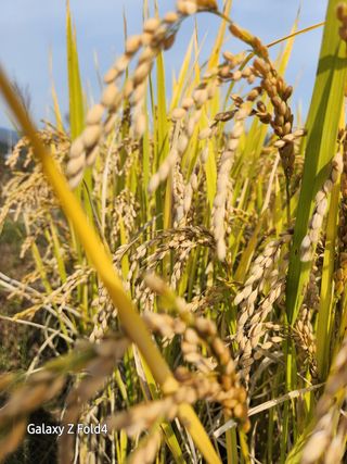 이훈정(시몬)님의 기타작물 · 영농일지 작성글 사진