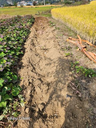 이훈정(시몬)님의 기타작물 · 영농일지 작성글 사진