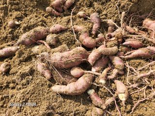 이훈정(시몬)님의 기타작물 · 영농일지 작성글 사진