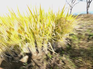 이훈정(시몬)님의 기타작물 · 영농일지 작성글 사진