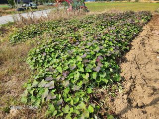 이훈정(시몬)님의 기타작물 · 영농일지 작성글 사진